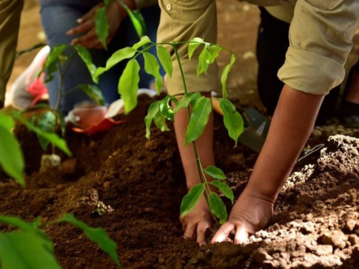 Nestlé lanza el programa de reforestación 'Bosques del Mañana'