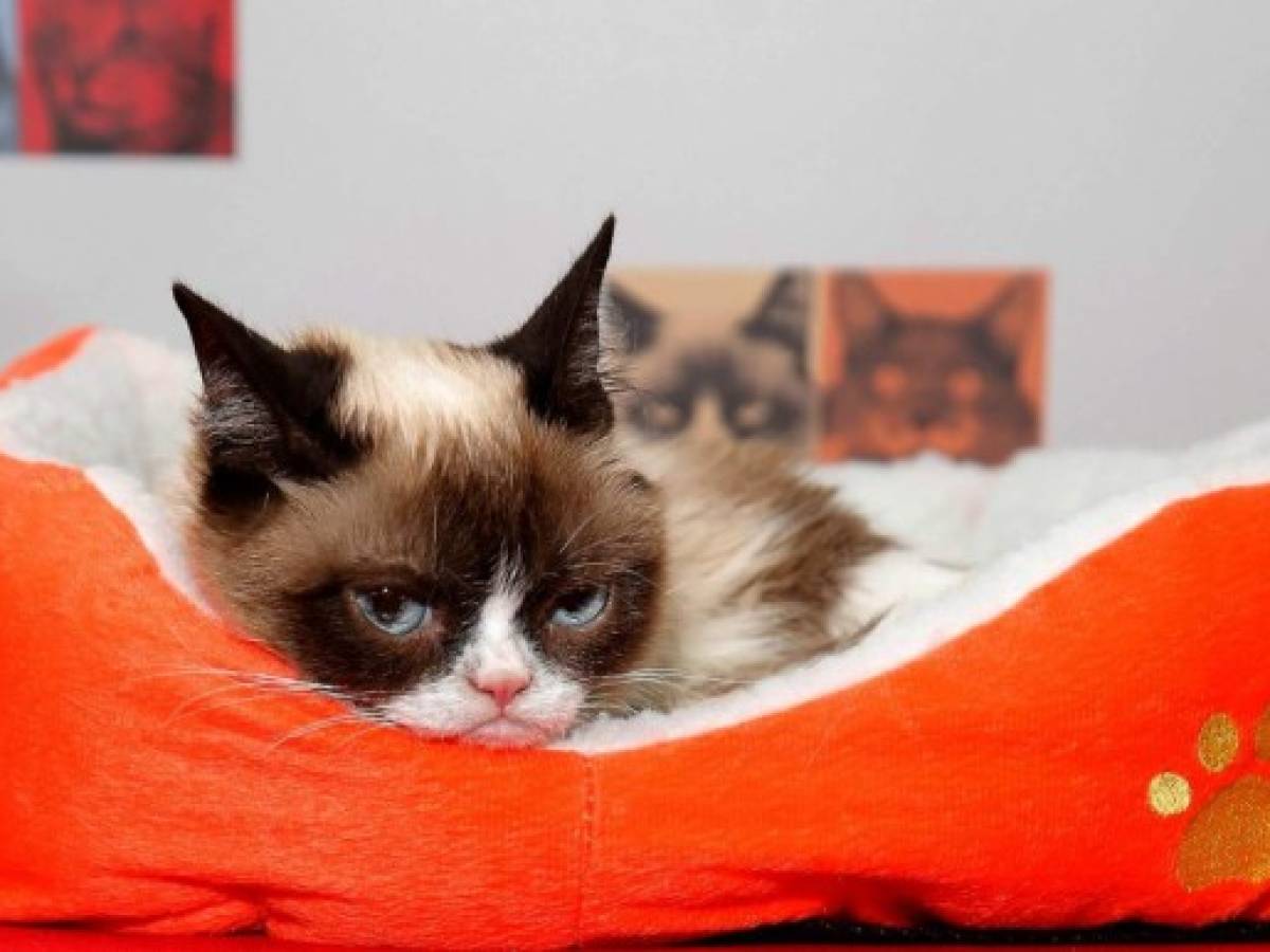 'Grumpy Cat', la gata sensación en internet, muere a los 7 años