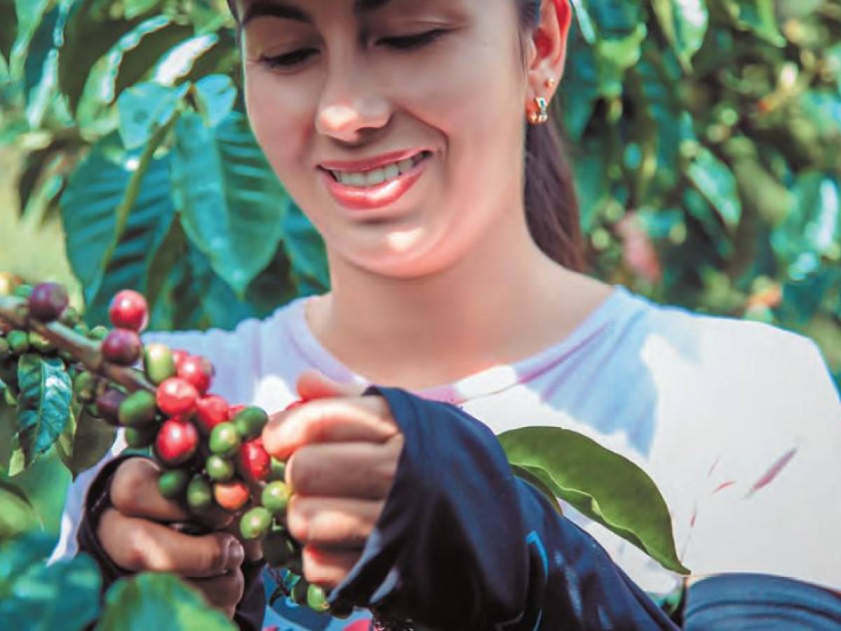 Caficultura de Centroamérica bajo estrés