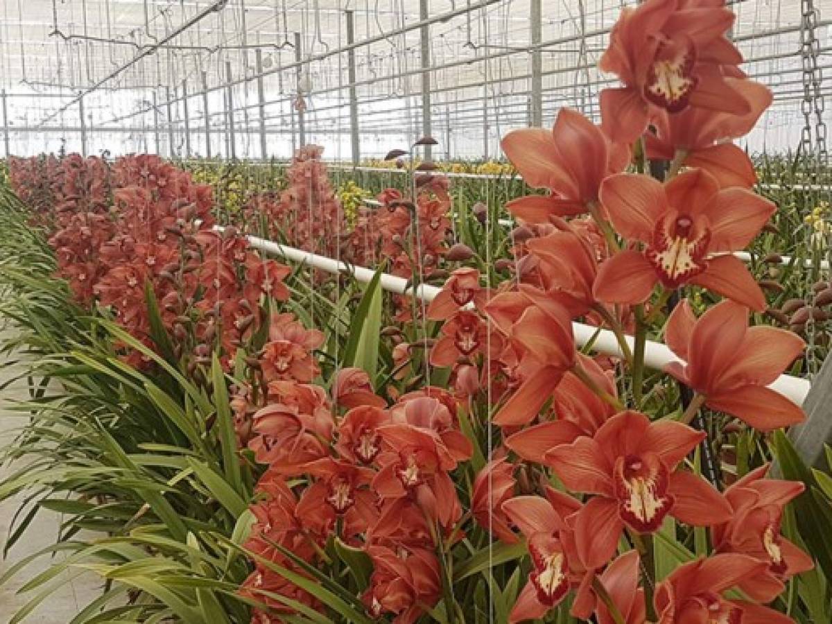 Guatemala exportó 1.9 millones de kilos de flores por San Valentín