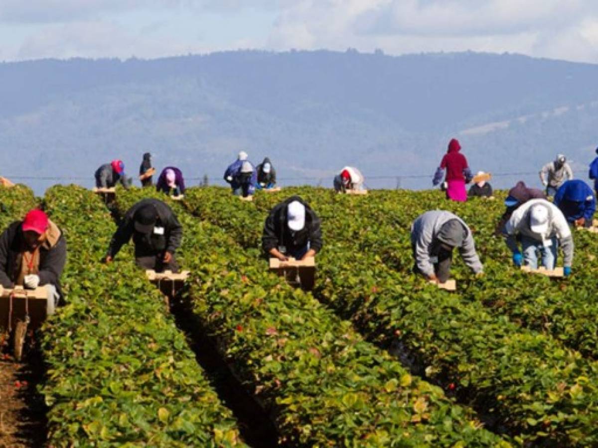 Guatemala firma acuerdo para trabajos agrícolas temporales en EEUU