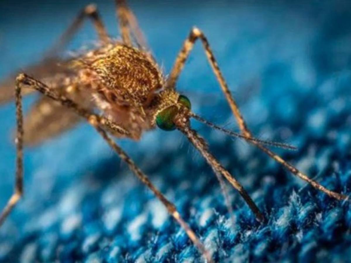 ¿Cómo el atrapar a zancudos hembra ayudaría a frenar el dengue?