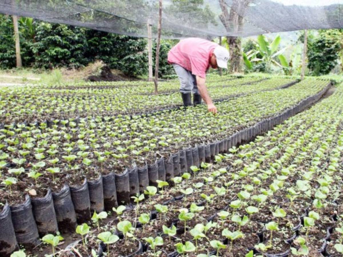 Nace un gigante de fertilizantes en Centroamérica