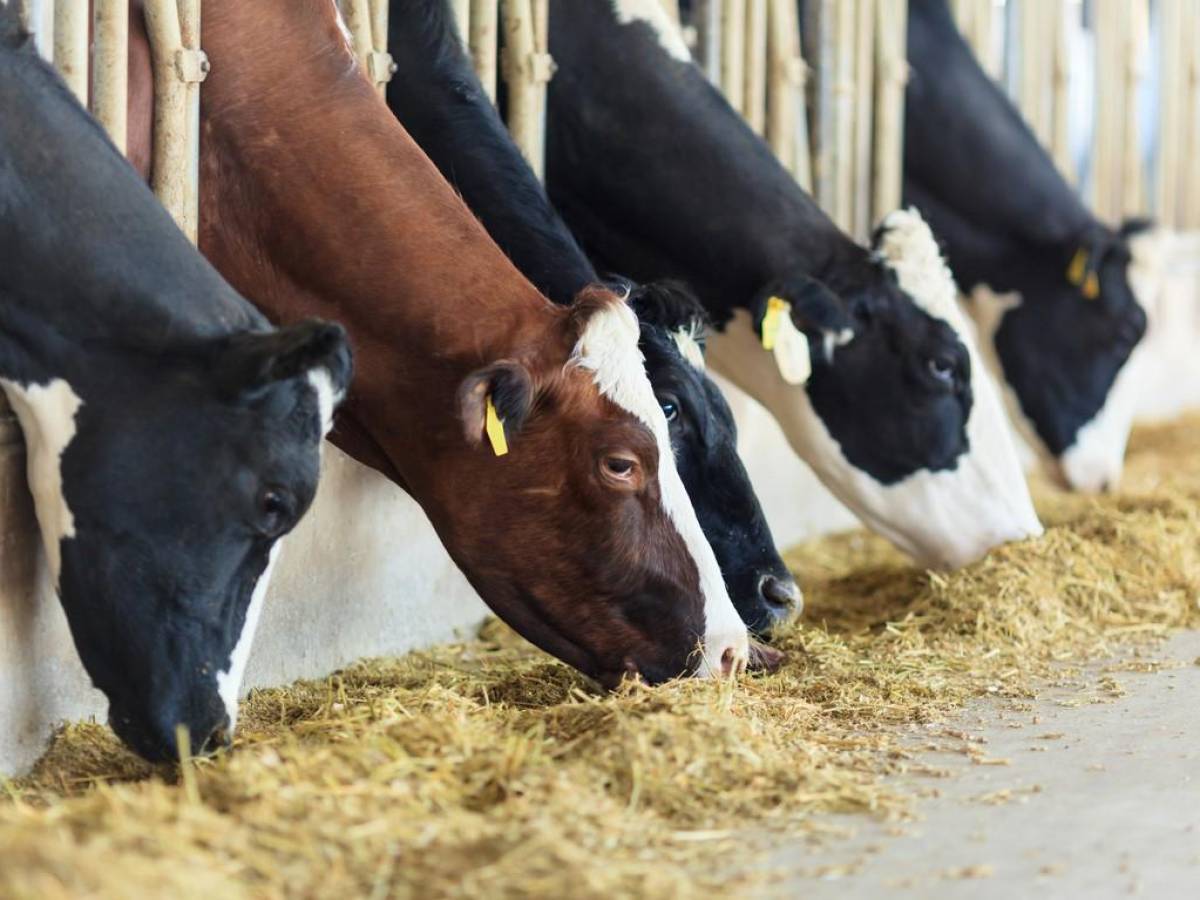 Valor de las exportaciones de carne de Costa Rica crecieron un 515 % en 25 años