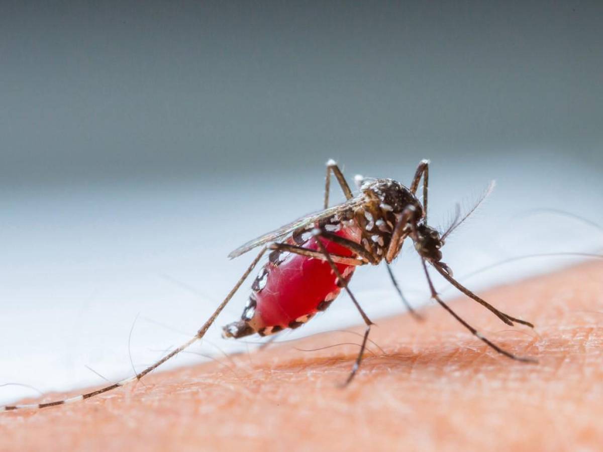 Casos de dengue en América Latina y el Caribe superan los 3,5 millones en lo que va de 2023