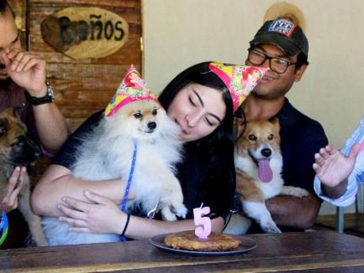Restaurante para perros de Costa Rica es ‘amigable con humanos’