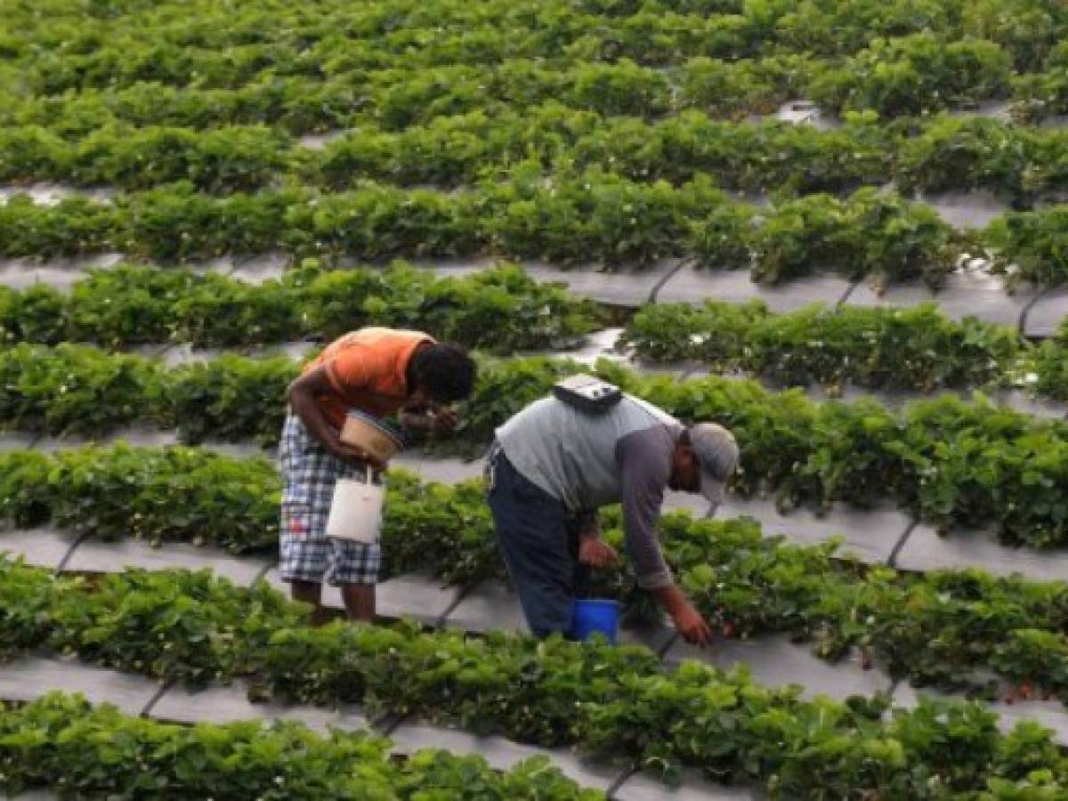 Hongo arrasa con plantaciones de fresa en Honduras