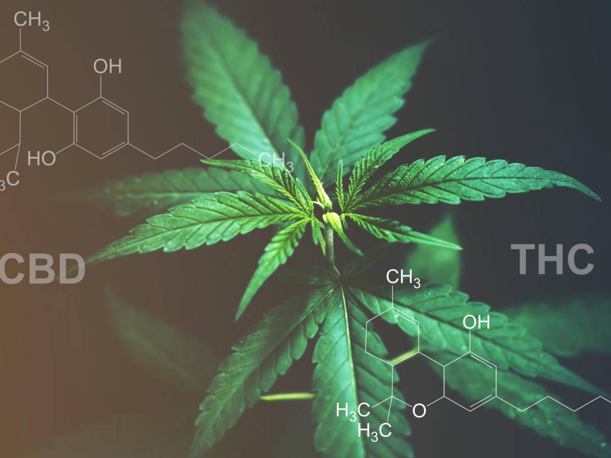 Cannabis activa química cerebral permanentemente y causa trastornos psiquiátricos