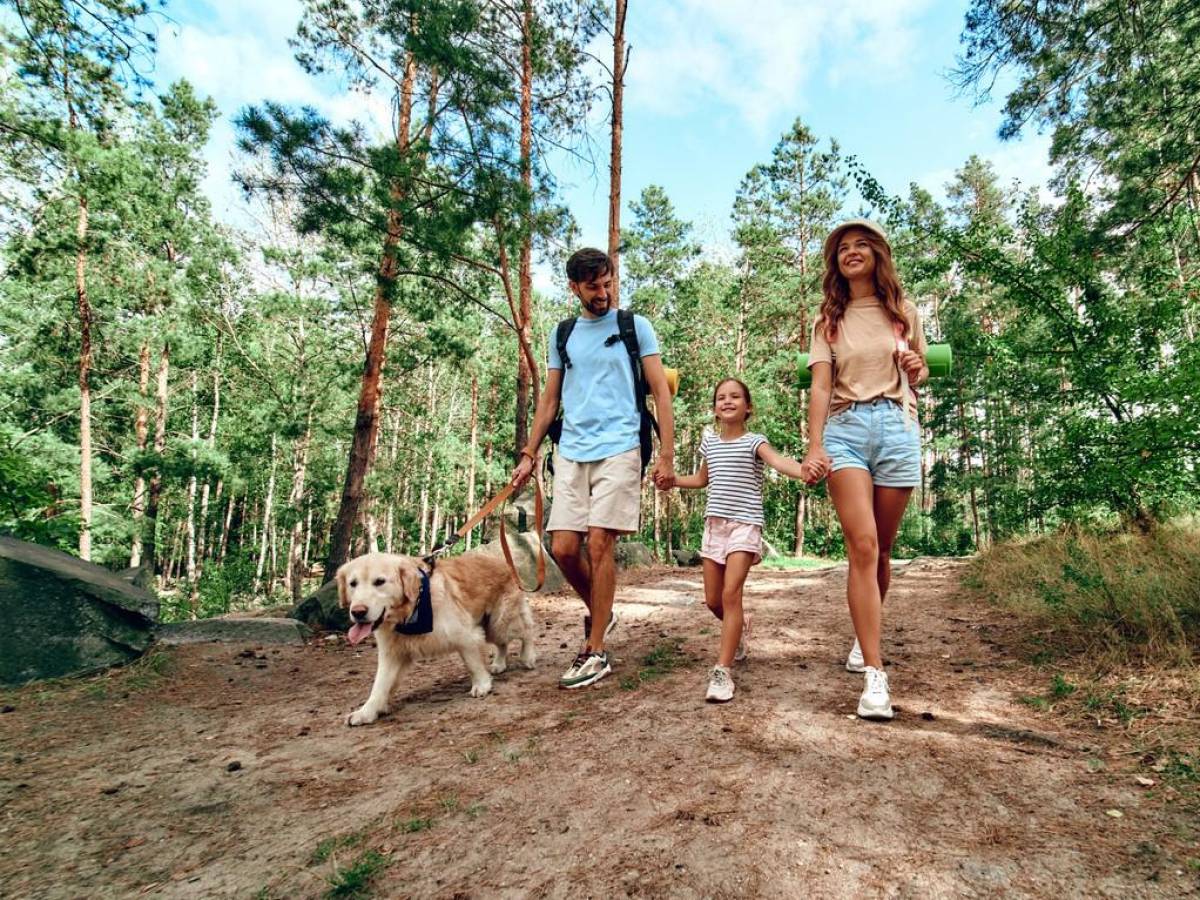 Conozca cinco consejos para viajar con su mascota