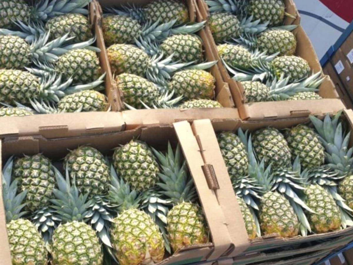 Panamá exportará 3.000 cajas de piña a Europa