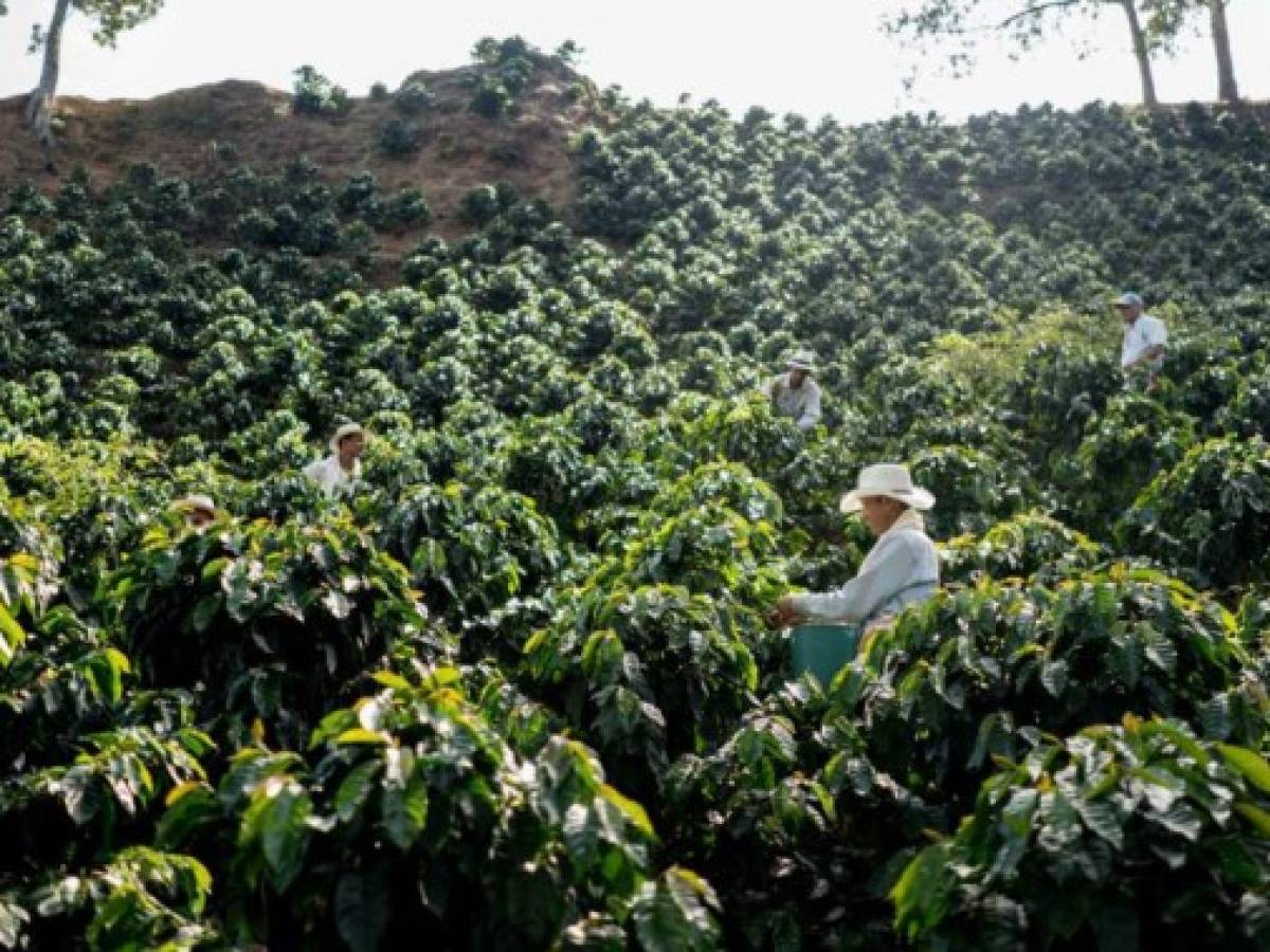 El desplome de los precios internacionales acentúa la crisis del café