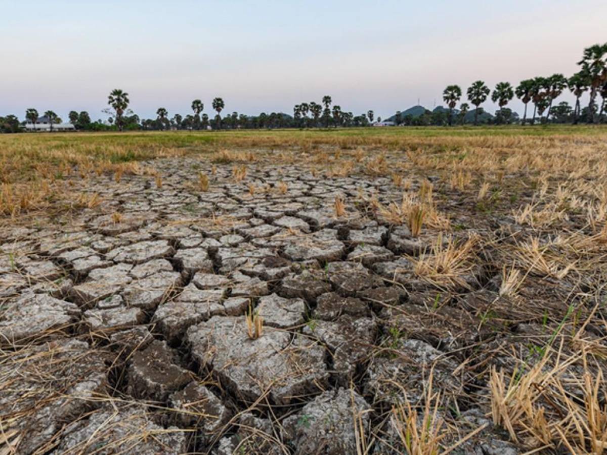 FAO elabora plan para atenuar el impacto de El Niño en la agricultura de Centroamérica