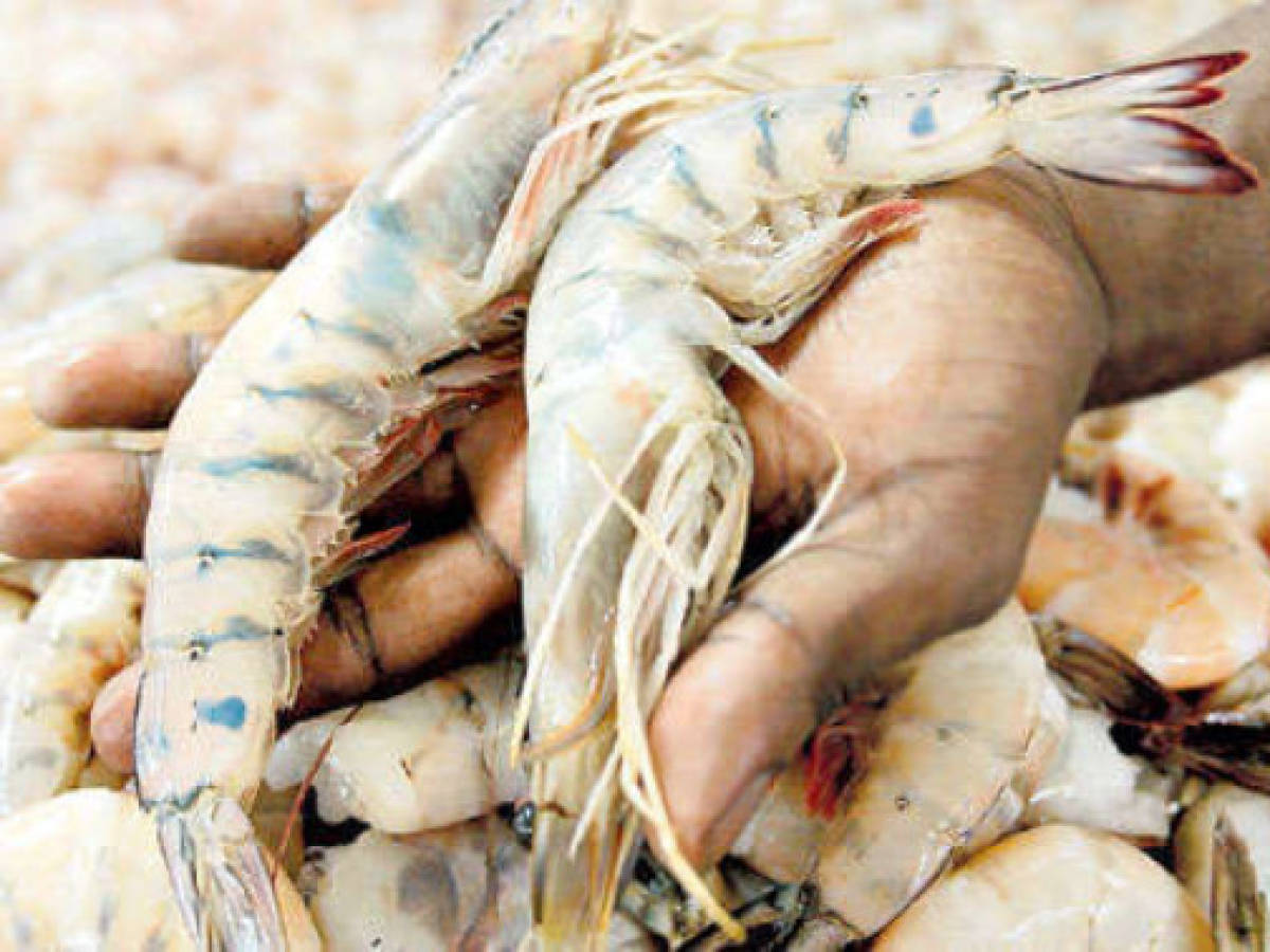 Panamá cumple normas para exportar mariscos