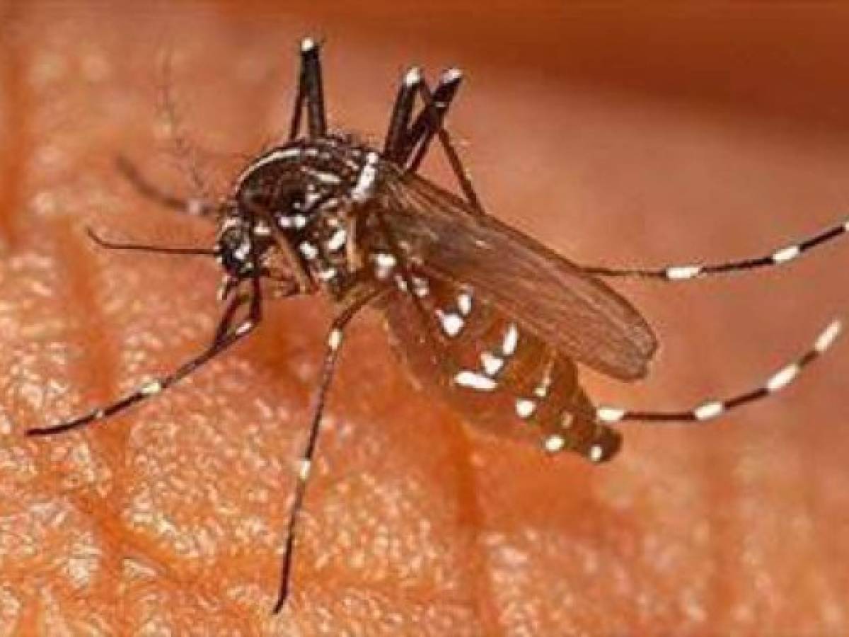Casi 2.500 casos de chikunguña en El Salvador