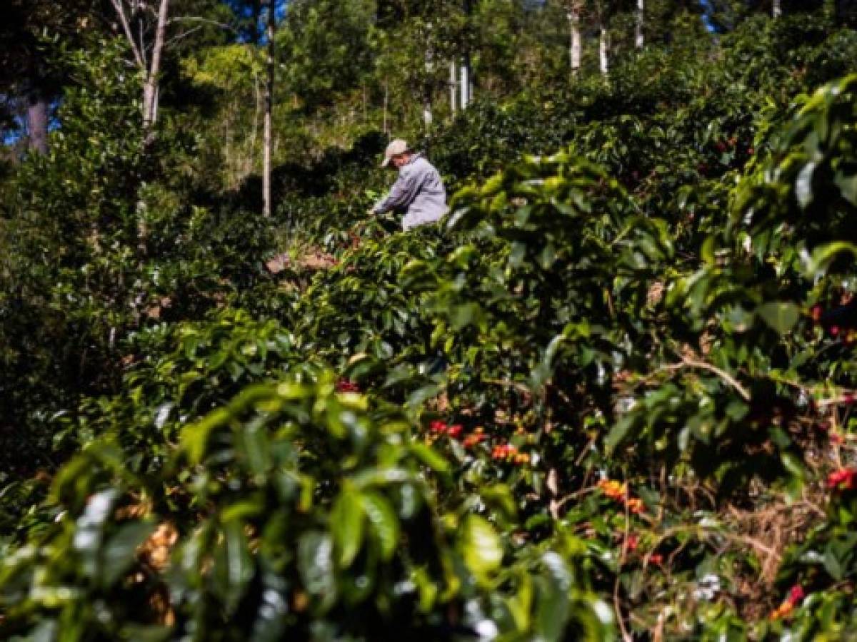 Starbucks entrega fondo de emergencia a productores de café de Nicaragua