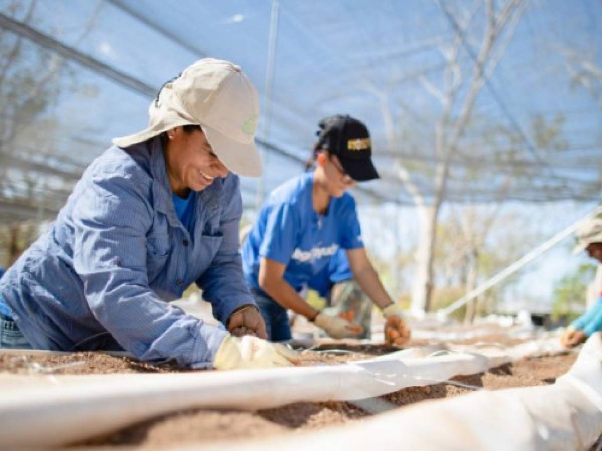 Costa Rica: Mujeres guanacastecas destacan por cultivos de vegetales orgánicos