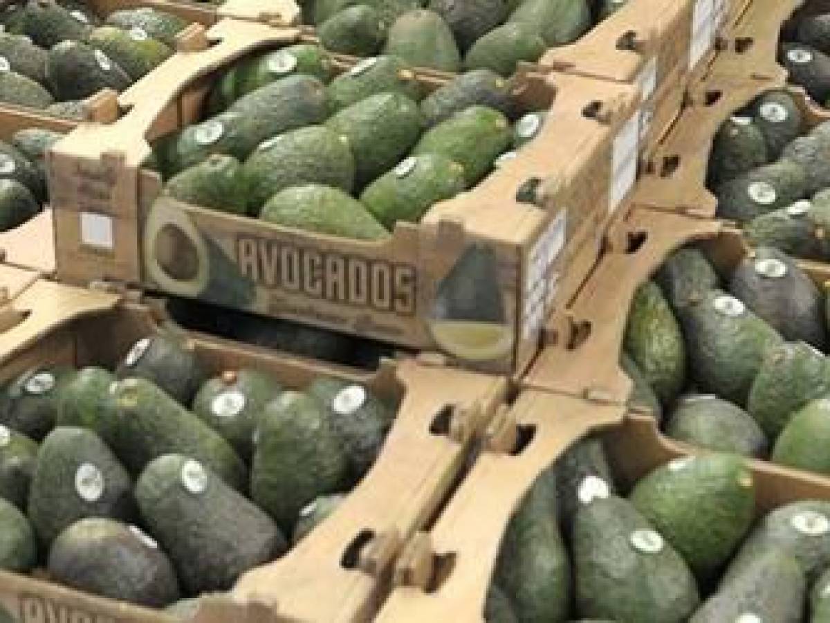 OMC da la razón a México en disputa comercial con Costa Rica por el aguacate