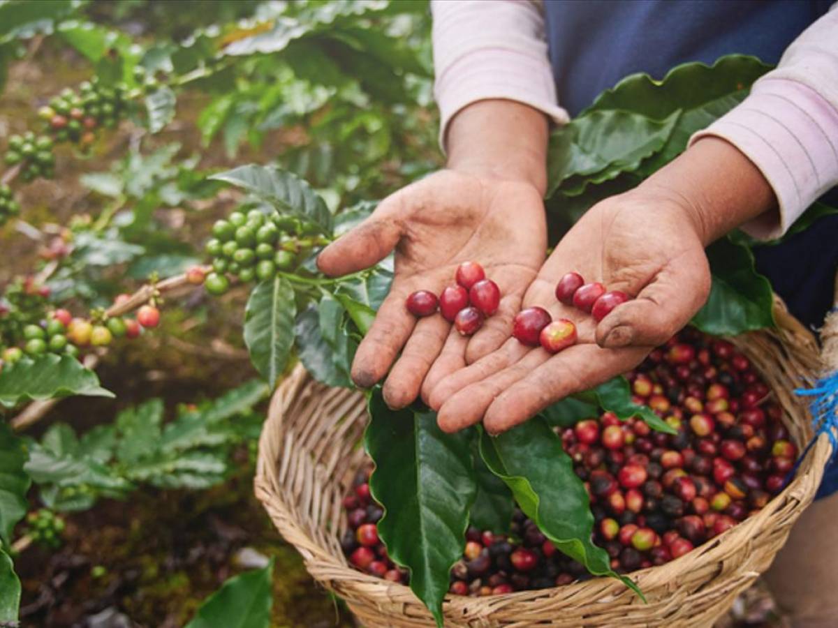 Un 15 % de las fincas de café en El Salvador está contaminado con hongo de la roya