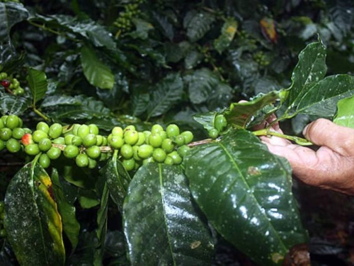 Programa Mundial de Alimentos ayuda guatemaltecos pobres afectados por roya