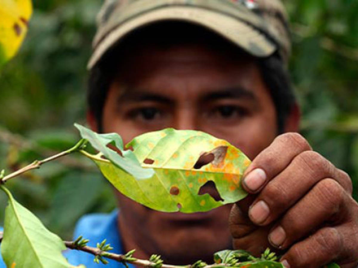 Roya amenaza con hambre a cafeteros de Honduras