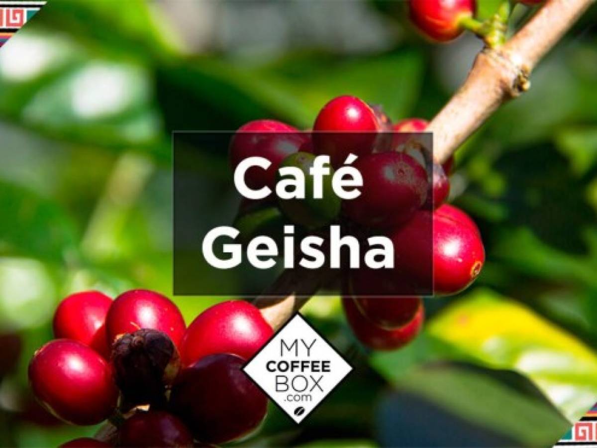 Café geisha natural marca récord en cata en Panamá