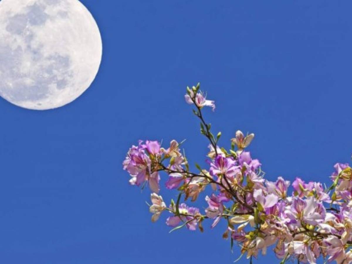 ¿Qué es la Luna de las Flores?