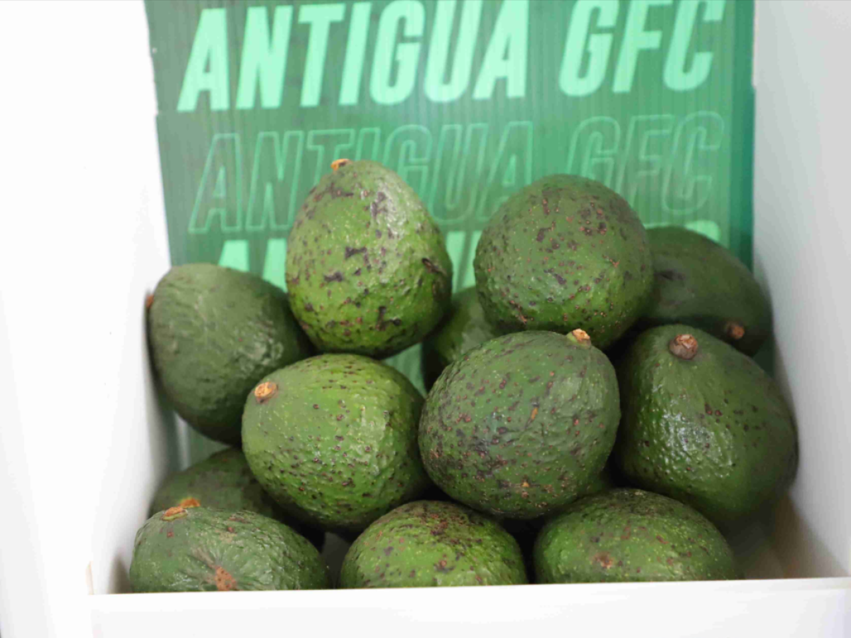 Exportaciones de aguacate de Guatemala se han duplicado desde 2018