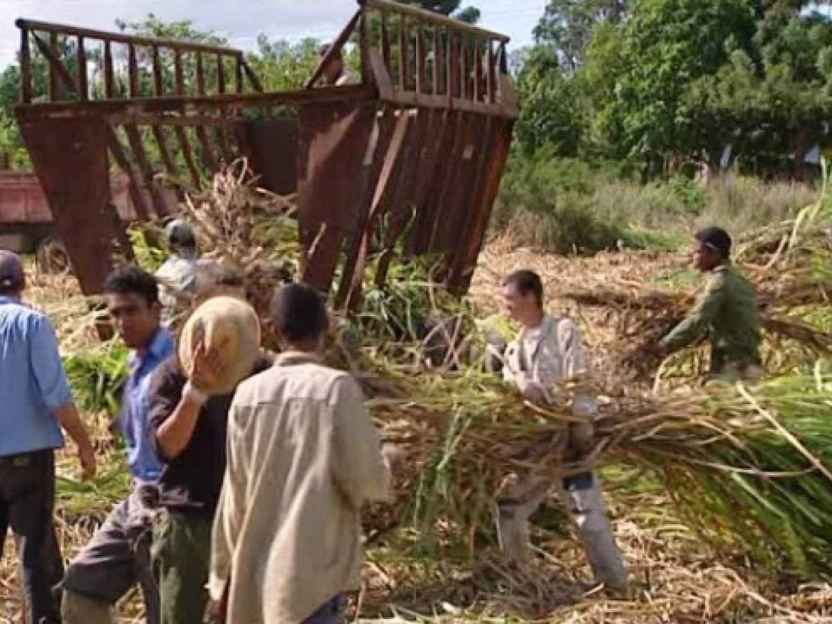 Cuba modificaría su calendario azucarero por cambio climático