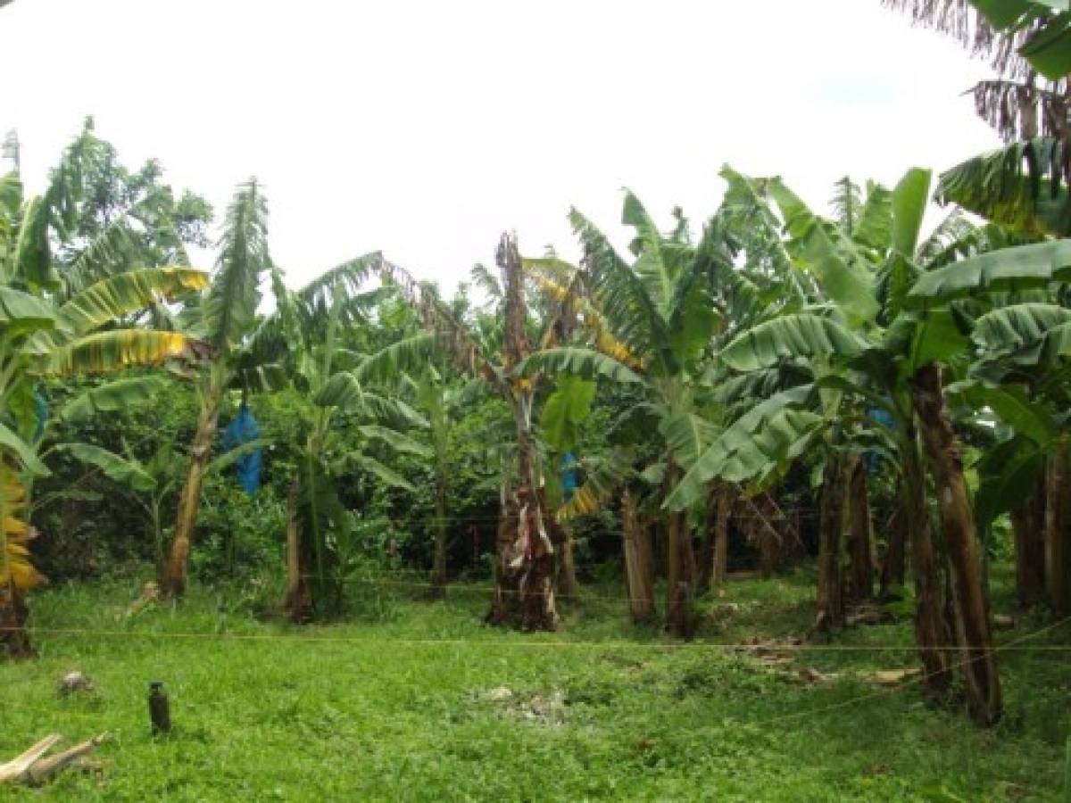 FAO trabaja en prevenir avance de enfermedad que ataca al plátano y banano