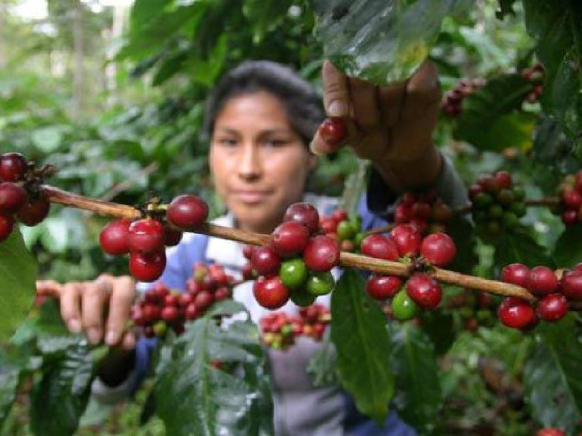 Guatemala: caen exportaciones de café