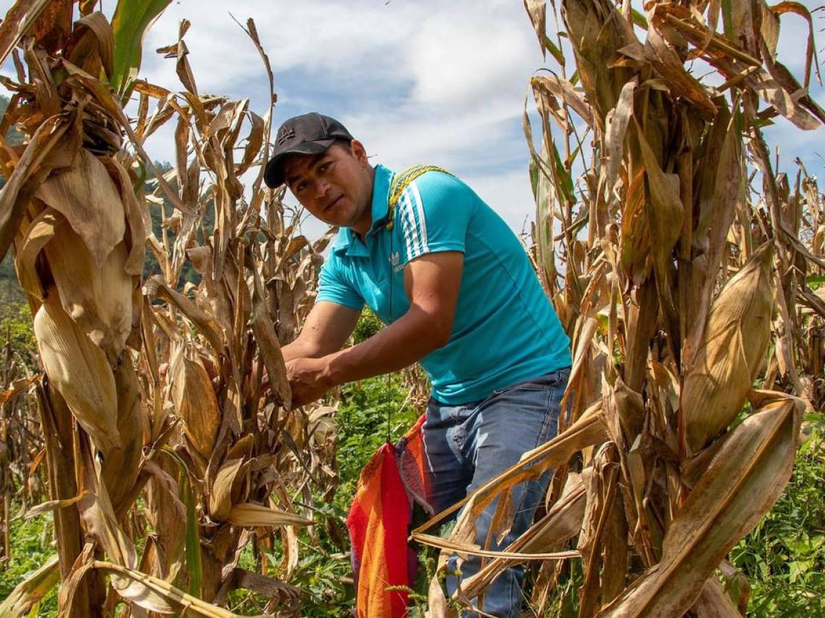 Semilla Verde, una ONG de Guatemala, finalista del Premio Zayed a la Sostenibilidad