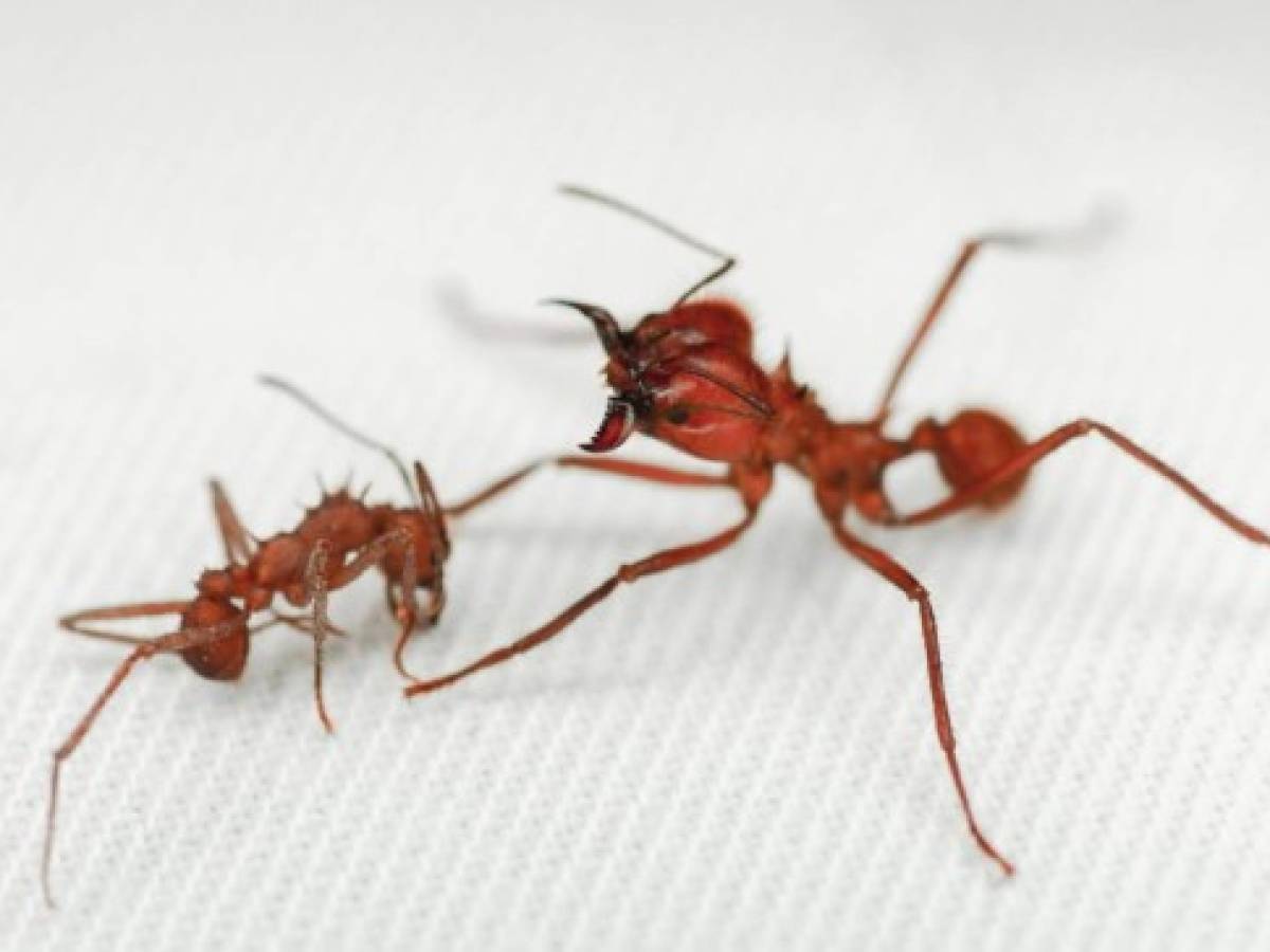 Una hormiga cortadora de hojas, primer insecto con armadura biomineral