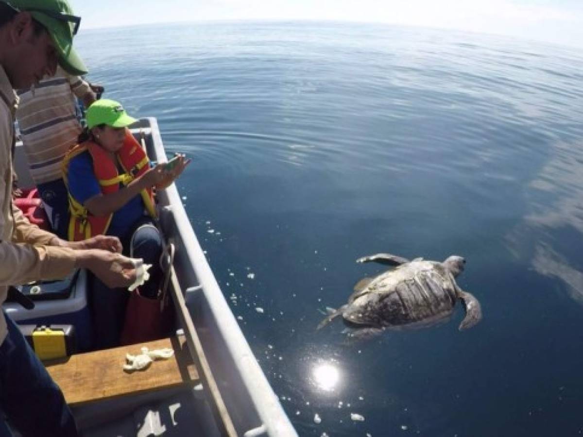 Toxinas provocaron la muerte de cientos de tortugas en El Salvador