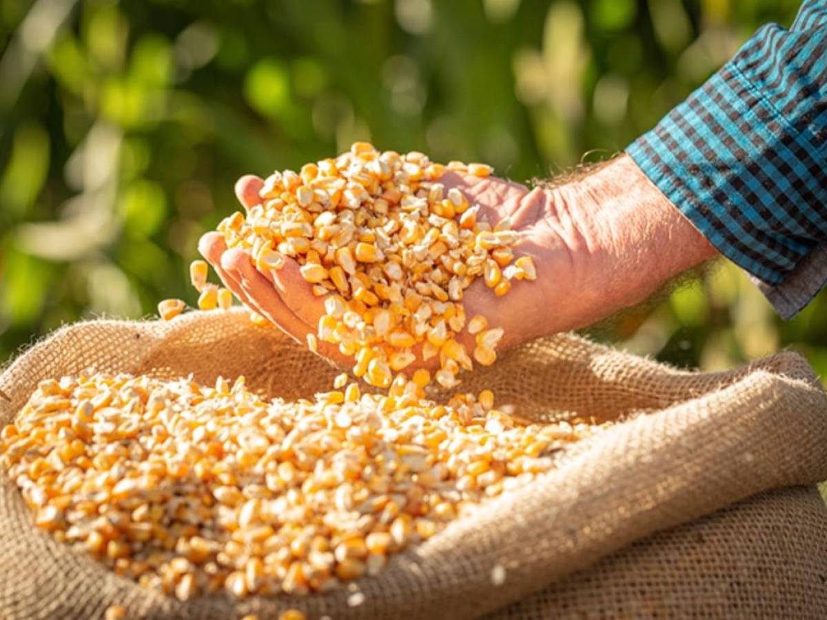 FAO: El precio de los alimentos alcanzó en octubre su nivel más alto en año y medio