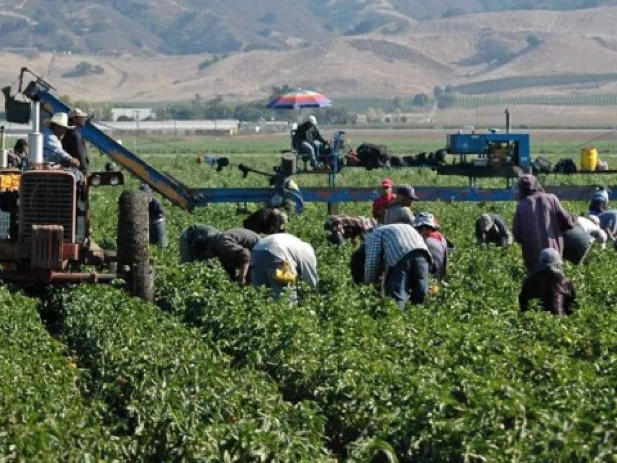 Reactivan programa de trabajo agrícola entre México y Canadá en medio de pandemia