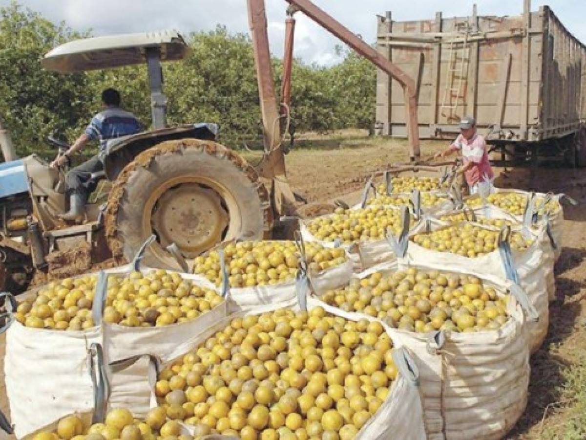 Nicaragua: Megacultivo naranjero en antiguas tierras minadas
