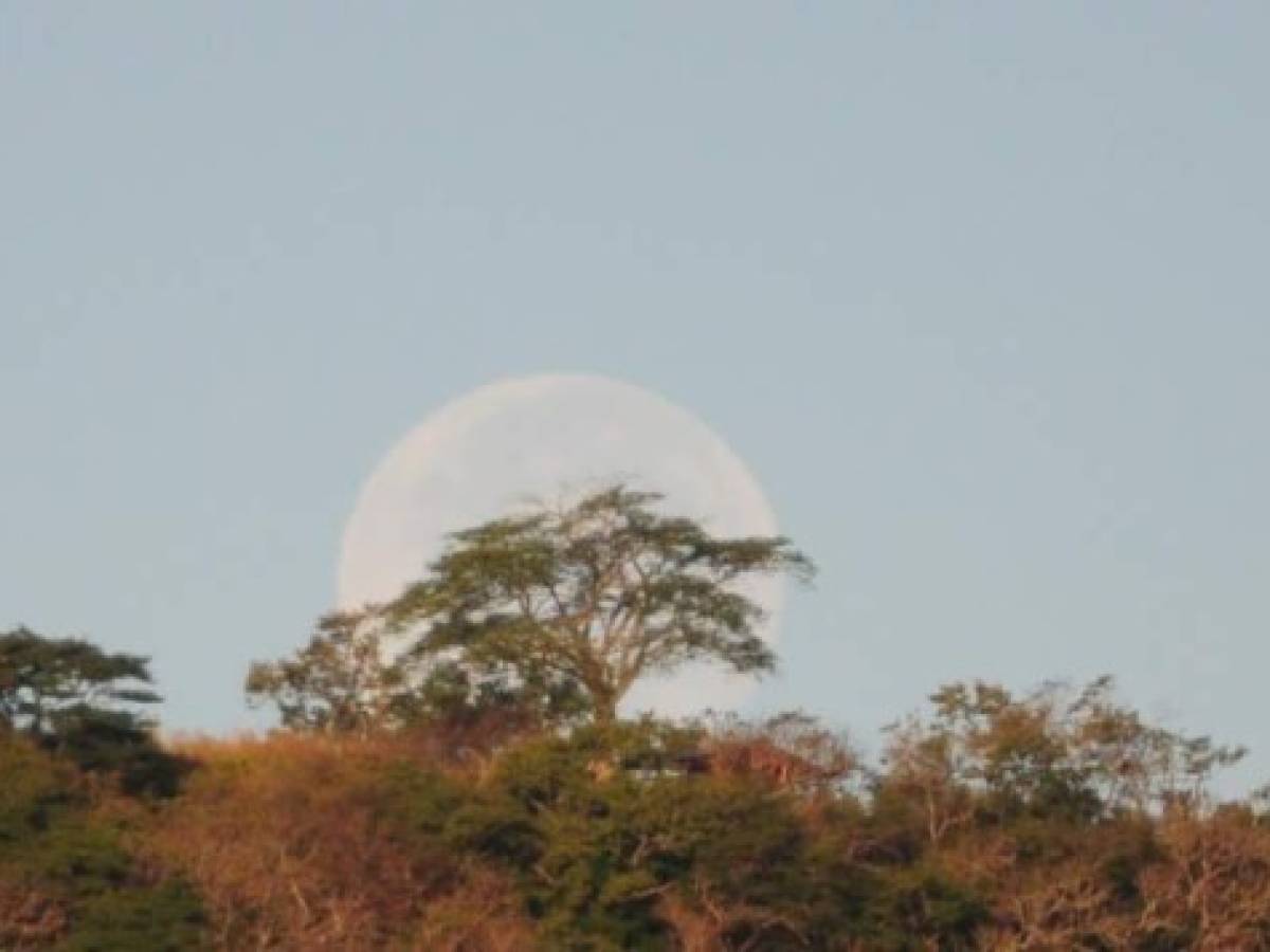 Cada vez que se observa una Luna llena mientras se levanta o se pone, mientras está suspendida en el horizonte y resplandece a través de las siluetas de árboles o edificios, su tamaño aparente puede hacerla parecer el doble de grande. Foto tomada la maána del 4 de diciembre de 2017 en Olocuilta, El Salvador.