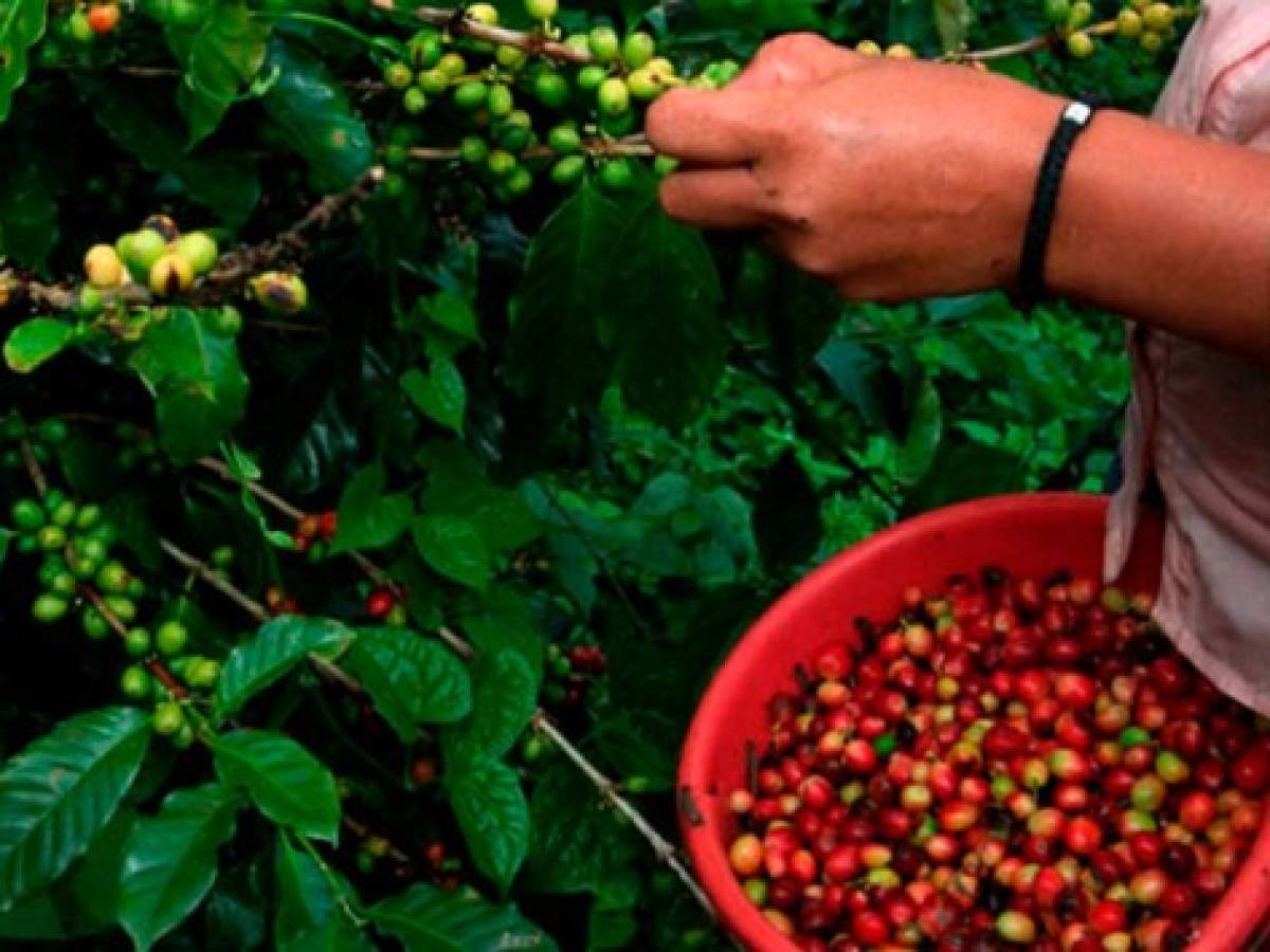 Colombia y Honduras unen fuerzas contra caída del precio del café