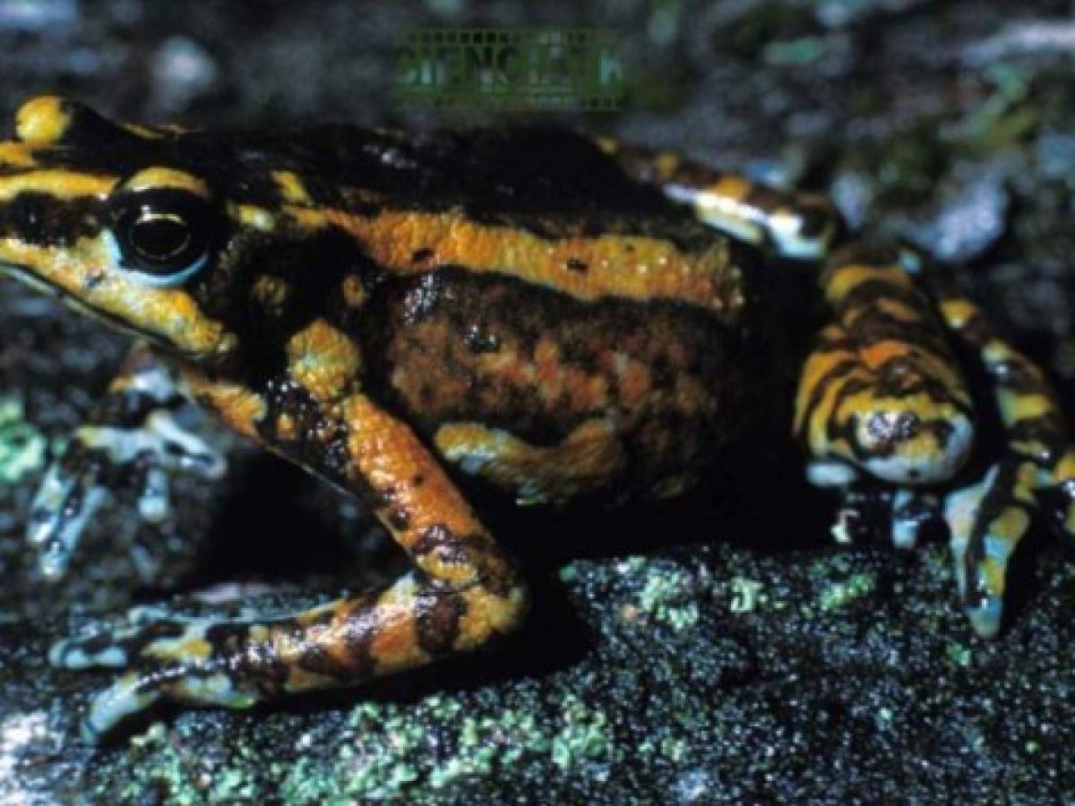 Cambio climático favorece la hecatombe de los anfibios, según un informe