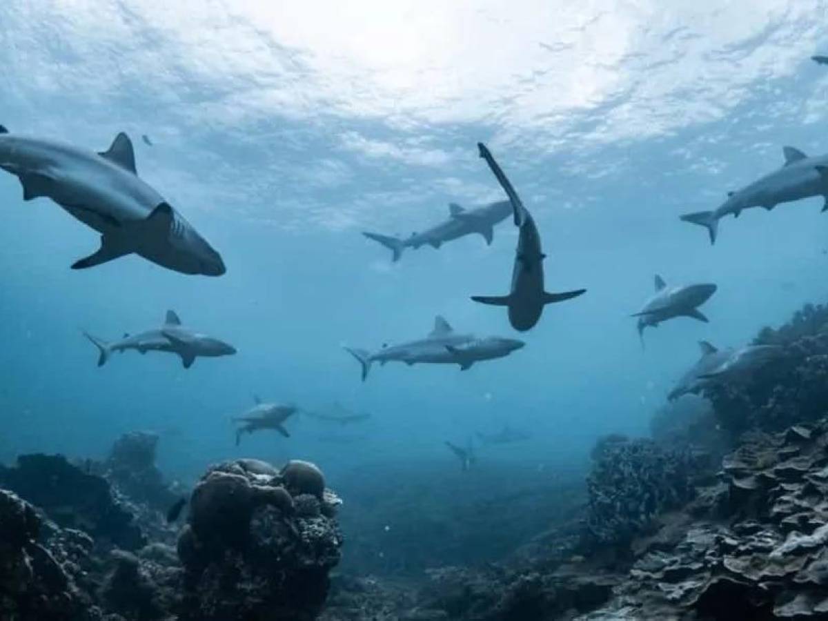 Más de 180 delegados reunidos en Panamá buscan restringir la pesca de tiburones