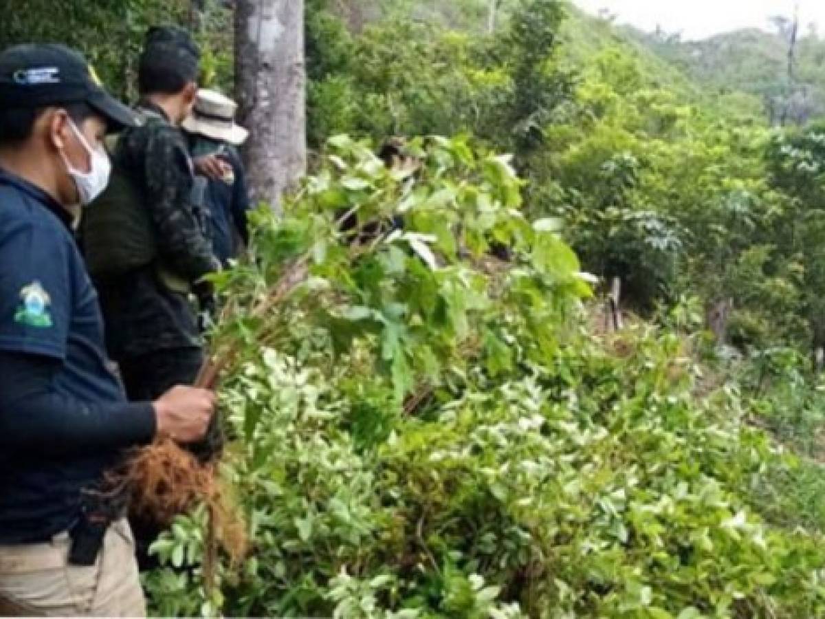 Decomisan plantación de coca y laboratorios de cocaína en Honduras