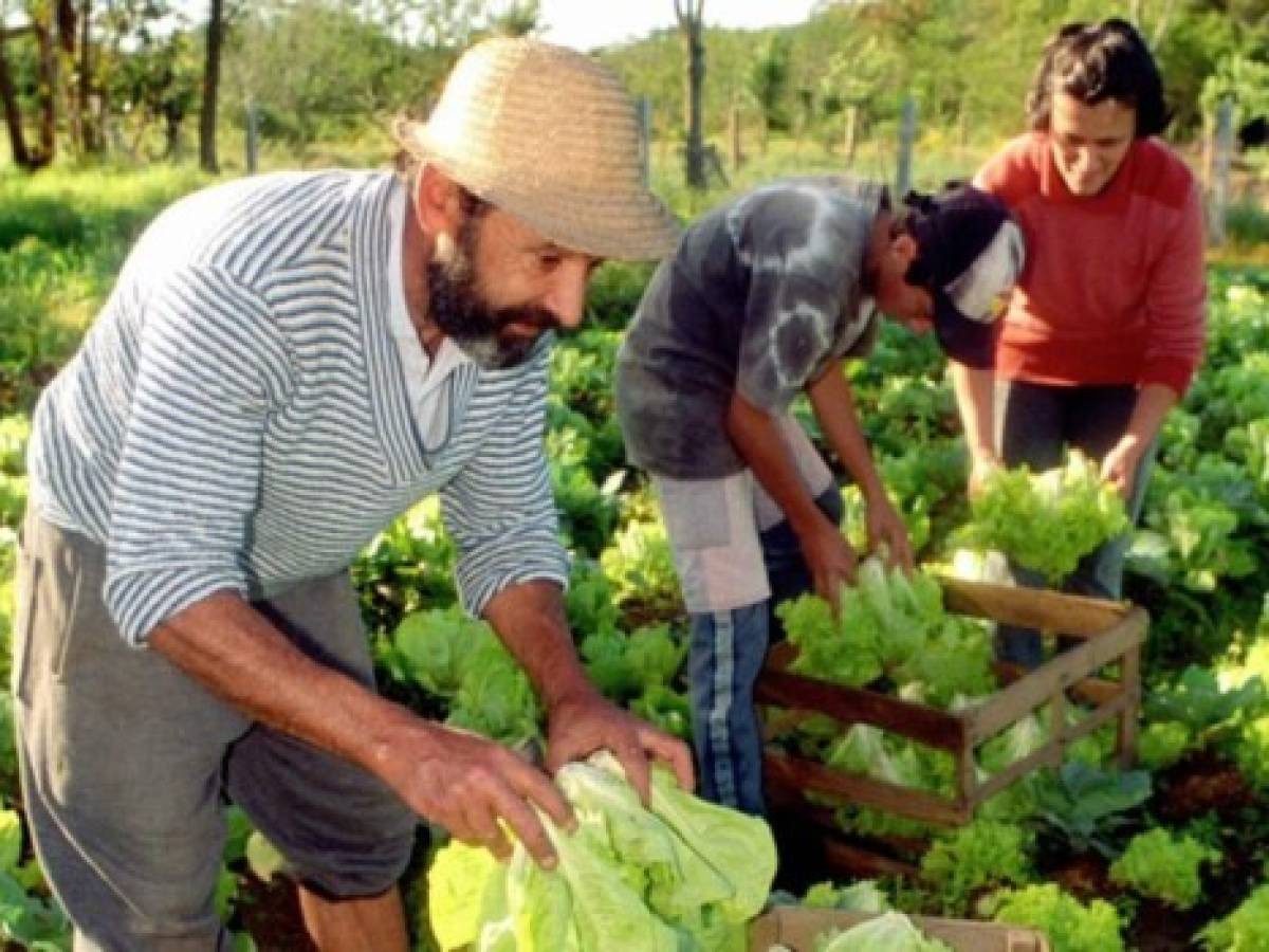 Nicaragua: sector agrícola pierde peso en el PIB