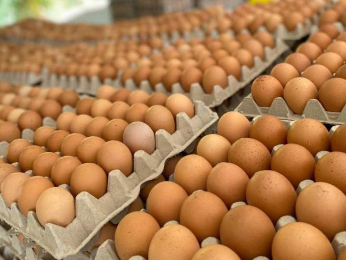 Costa Rica: Sector avícola en riesgo por aumentos en los costos de materias primas