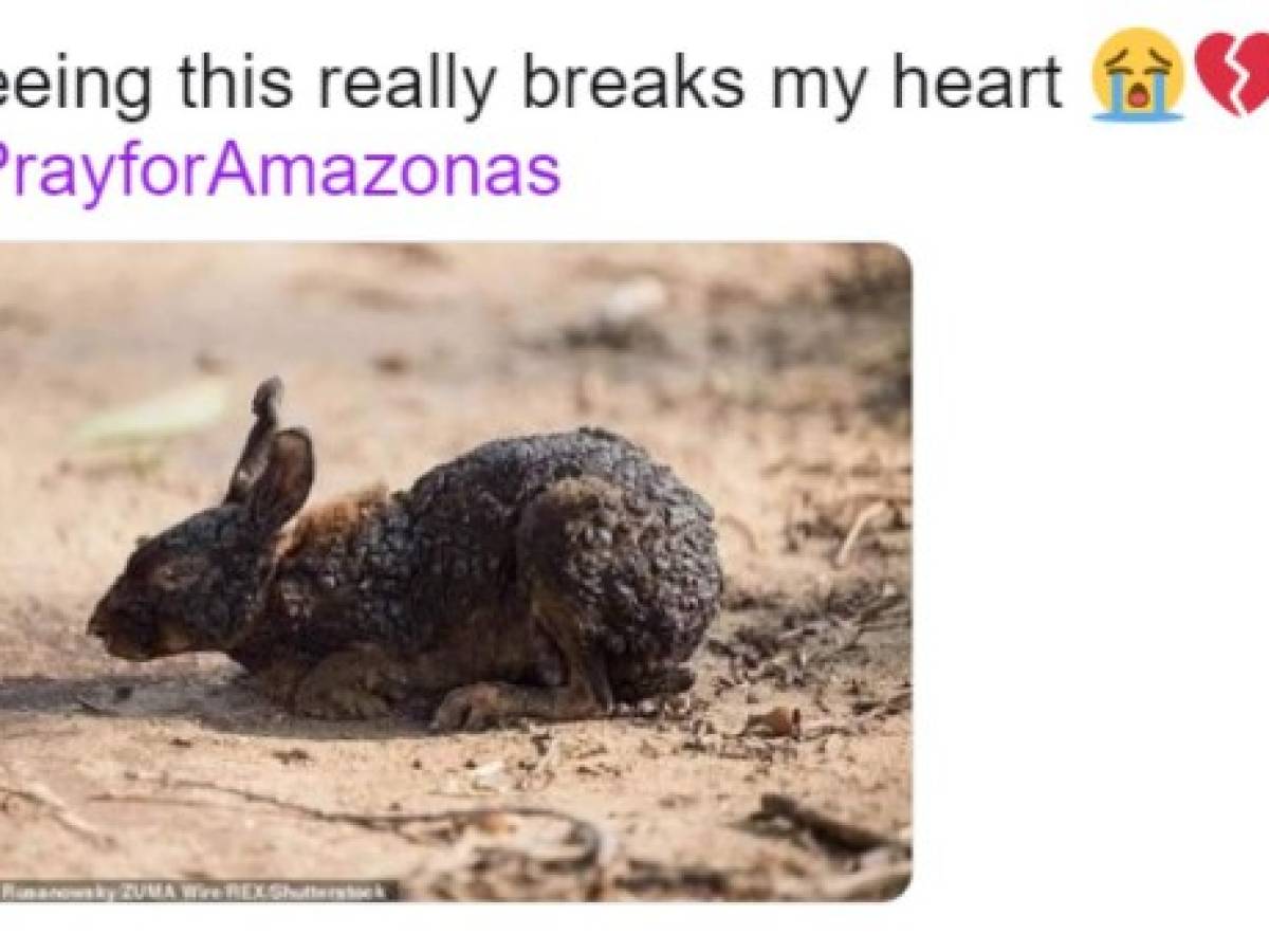 La foto de un conejo severamente quemado figura en varias publicaciones pero el animal tampoco es víctima de los incendios en la Amazonia.
