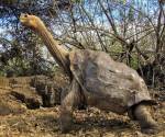 <i>Al parecer la tortuga posee lo que llaman transcripción genética de alta fidelidad de los genes que le confieren una resistencia única frente al envejecimiento. Foto de cortesía</i>