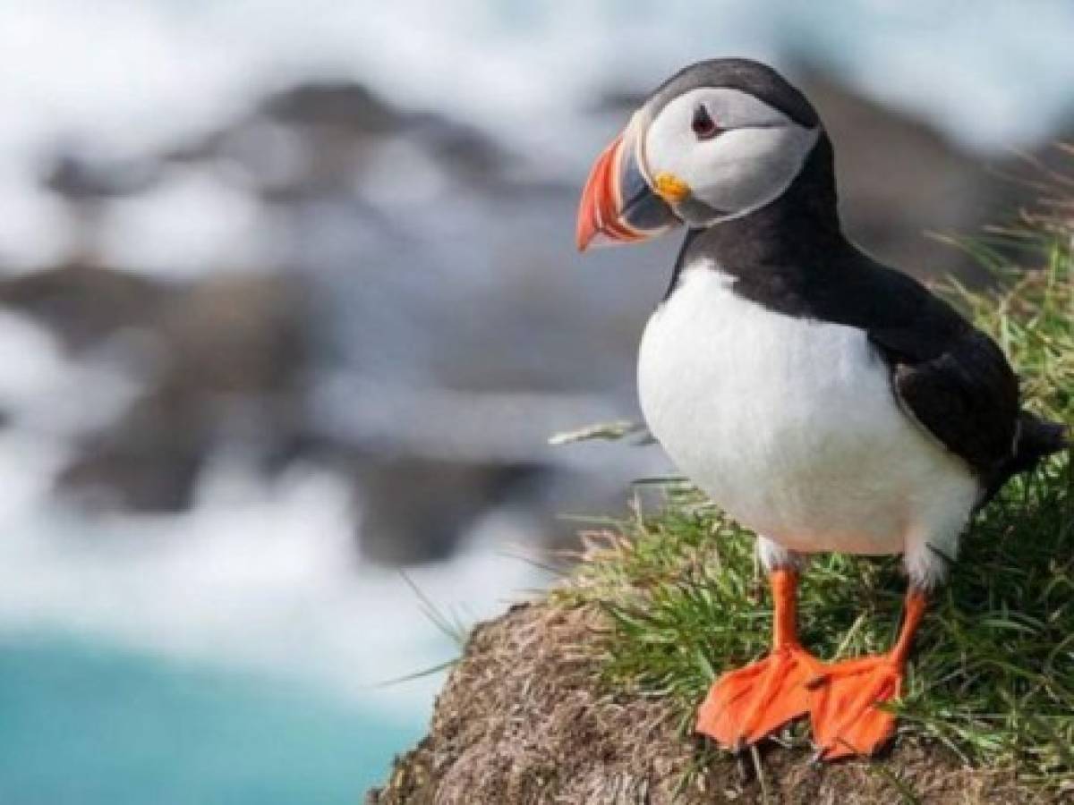 Ola de calor vinculada al cambio climático provocó inanición masiva de aves marinas