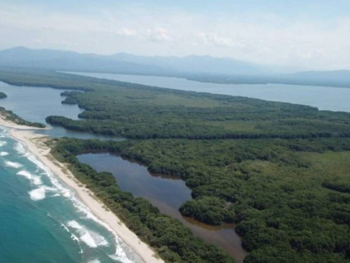 Honduras: Peces en la laguna Los Micos están muriendo por químicos