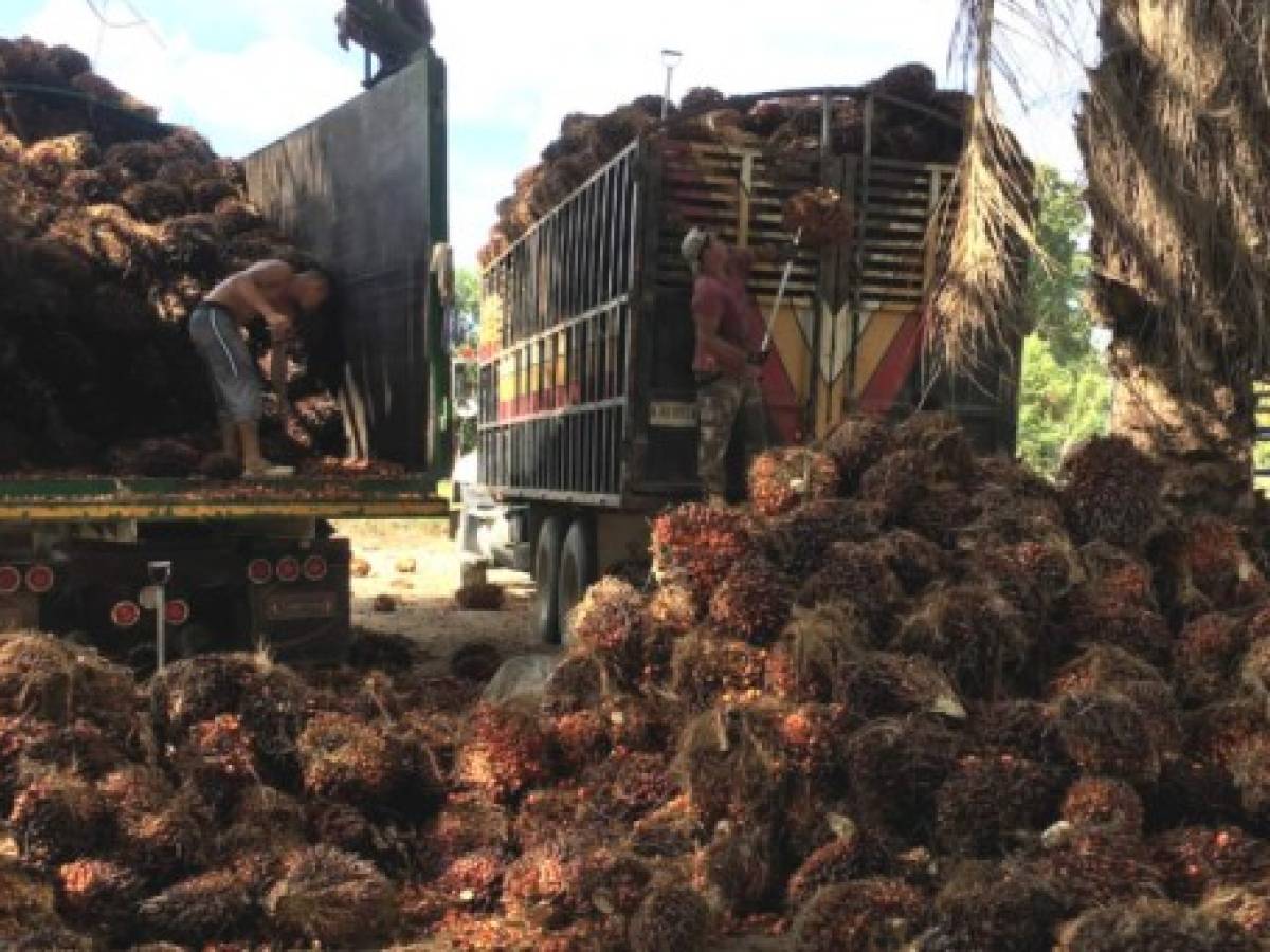 Honduras supera los US$500 millones en exportación de aceite de palma africana