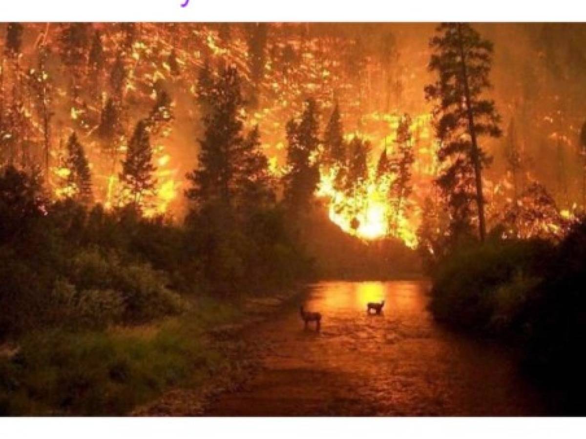 La imagen de un bosque en llamas tampoco corresponde a los incendios de la Amazonia. De hecho fue tomada por el fotógrafo John McColgan el 6 de agosto de 2000 durante un incendio en Montana, Estados Unidos.