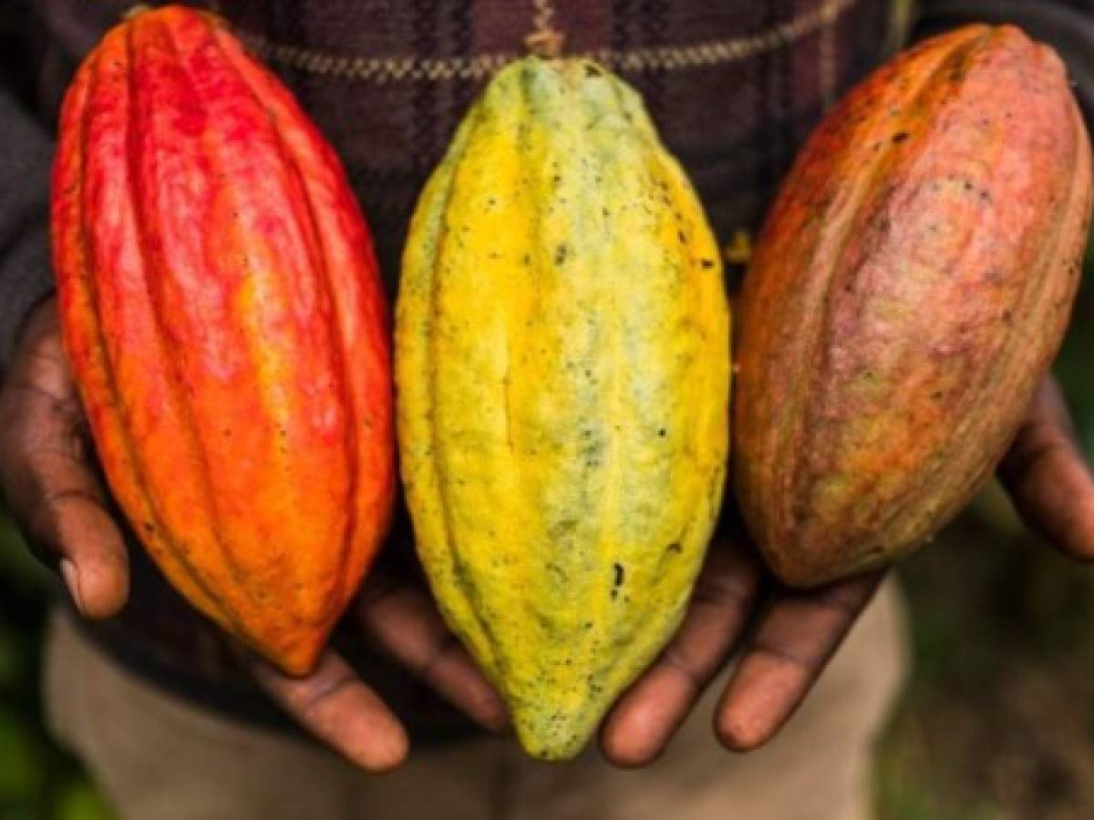Guatemala: Misión comercial posiciona el cacao y otros productos en Italia